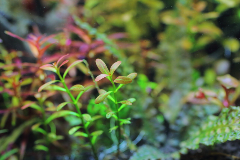 植栽から183日目　アルアナの夕焼け